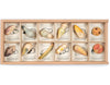 Grapat Wild Exploration Play Set